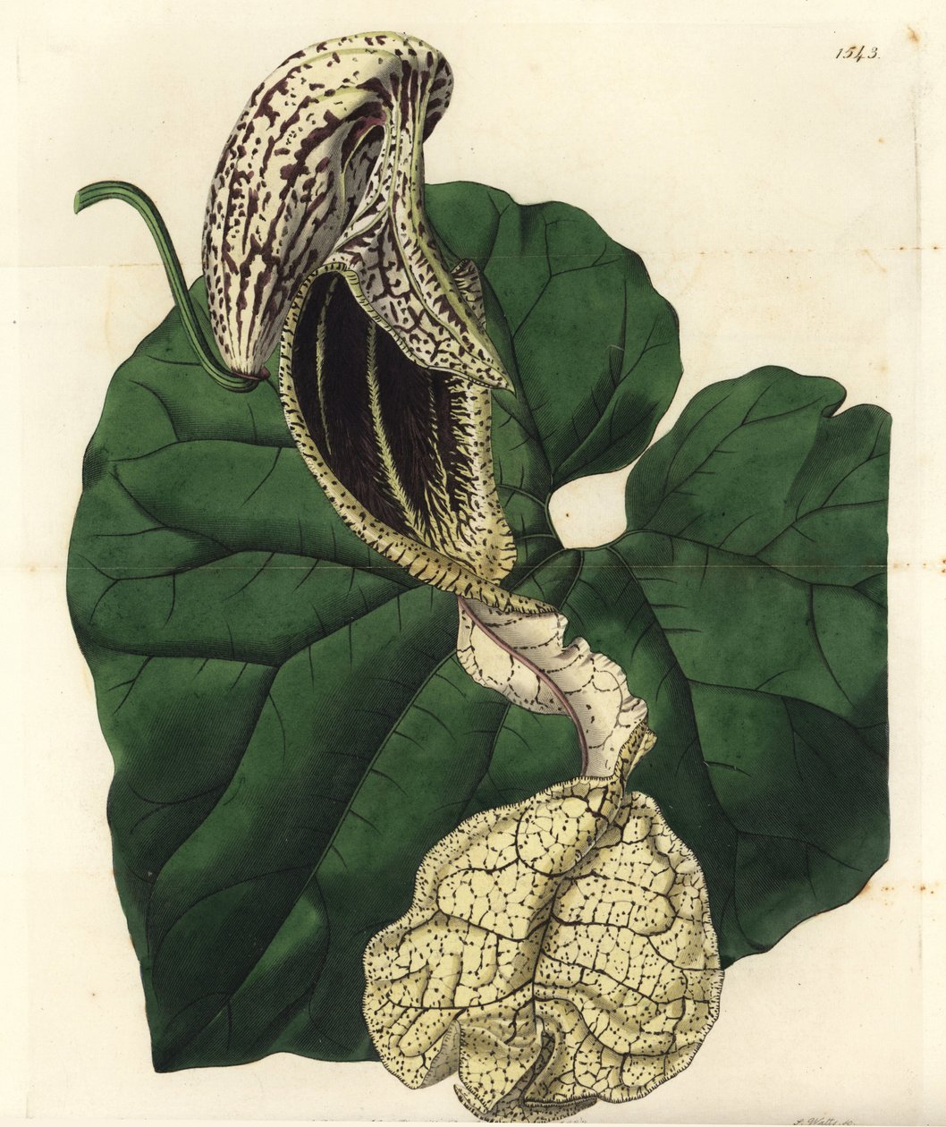 Aristoloche variete - Rocznik łódkowaty, Aristolochia cymbifera. Ręcznie barwiony miedzioryt autorstwa S. Wattsa według ilustracji panny Sarah Drake z rejestru botanicznego Sydenham Edwards, Ridgeway, Londyn autorstwa Sydenham Teast Edwards
