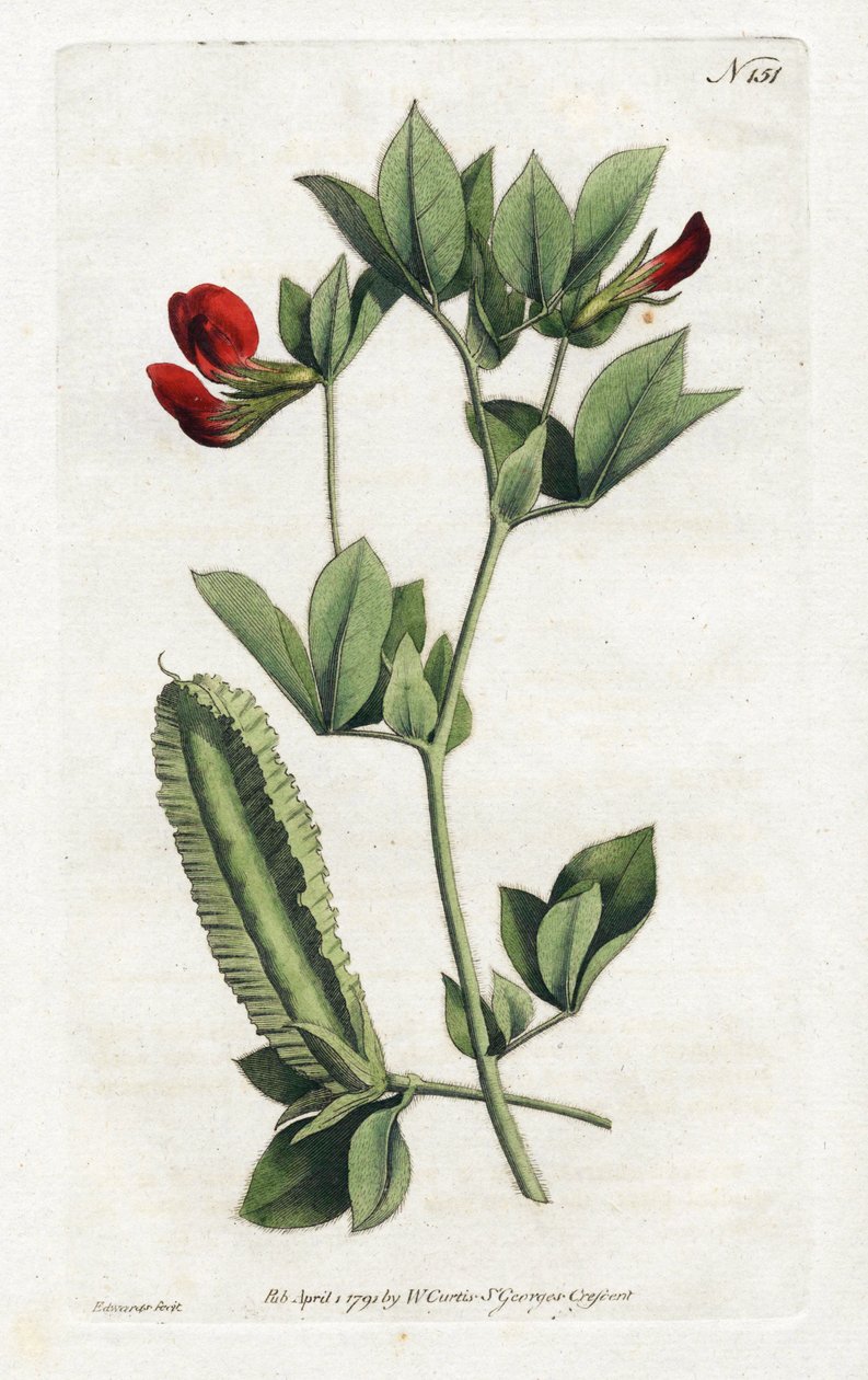 Asparagus Peas - Litografia Sydenhama Edwardsa (1768-1819), płyta z magazynu botanicznego Williama Curtisa (1746-1799) autorstwa Sydenham Teast Edwards