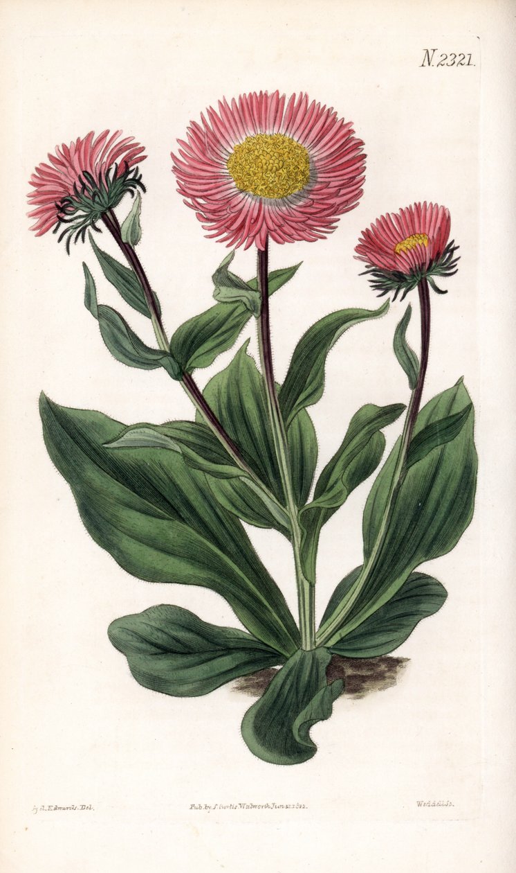 Aster Variete - drobnolistna gwiazdnica zwyczajna, Aster alwartensis, pochodząca z Kaukazu. Ręcznie barwiony miedzioryt autorstwa Weddella na podstawie ilustracji Sydenhama Edwardsa z „” Botanical Magazine” Samuela Curtisa „Londyn autorstwa Sydenham Teast Edwards