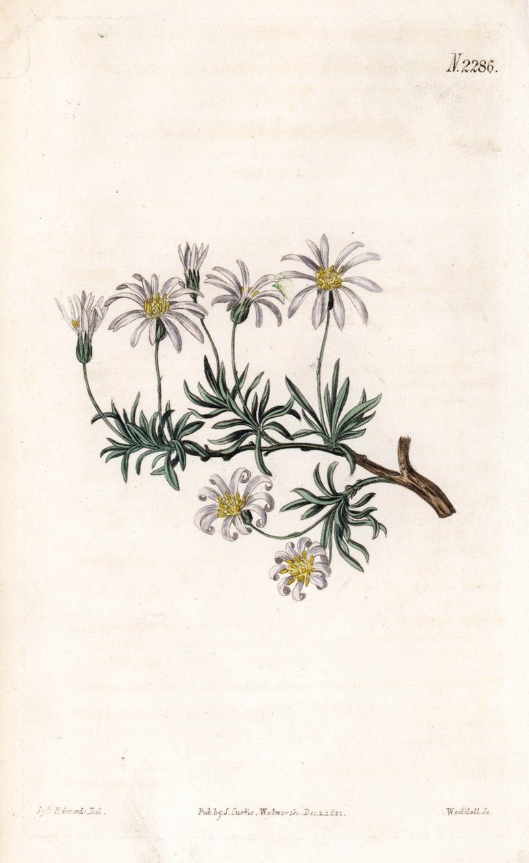 Aster akr - aster krzewiasty, Felicia fruticosa (starwort krzewiasty, Aster fruticulosus). Ręcznie barwiony miedzioryt autorstwa Weddella na podstawie ilustracji Sydenhama Edwardsa z „” Botanical Magazine” Samuela Curtisa „Londyn autorstwa Sydenham Teast Edwards