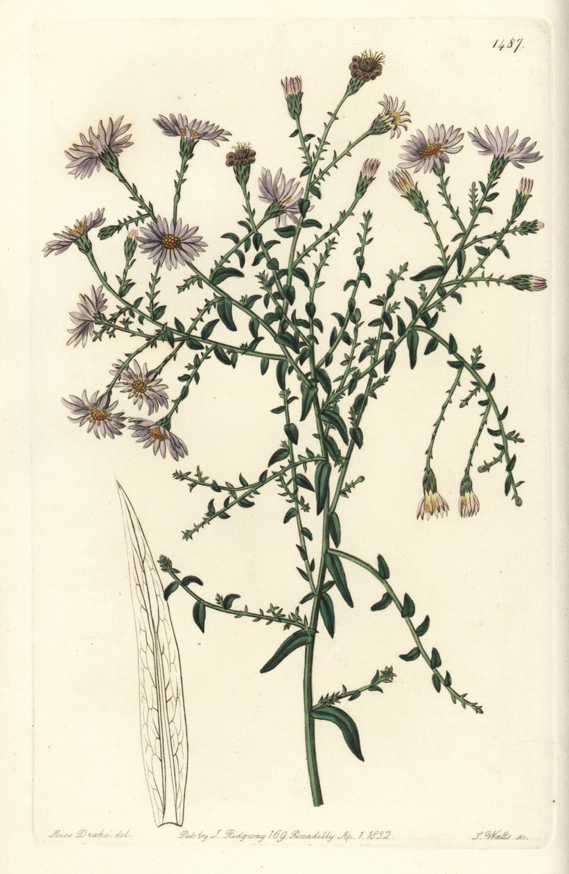 Aster variete - aster nowojorski, Symphyotrichum dumosum (gwiaździsta zwyczajna, Aster coridifolius). Ręcznie barwiony miedzioryt autorstwa S. Wattsa według ilustracji Sarah Drake z Sydenham Edwards
