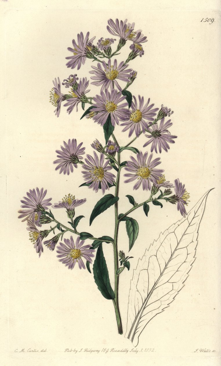 Aster variete - Aster panikowany, Symphyotrichum lanceolatum (Aster blady, Aster pallens). Ręcznie barwiony miedzioryt autorstwa S. Wattsa według ilustracji Charlesa M. Curtisa z Sydenham Edwards