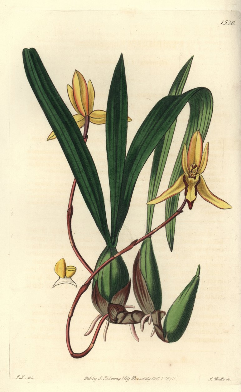 Australijski storczyk epifityczny variete - storczyk Brasiliorchis marginata (storczyk cymbidium czerwonobrzegi, Cymbidium marginatum). Ręcznie barwiony miedzioryt autorstwa S. Wattsa według ilustracji Johna Lindleya z Sydenham Edwards