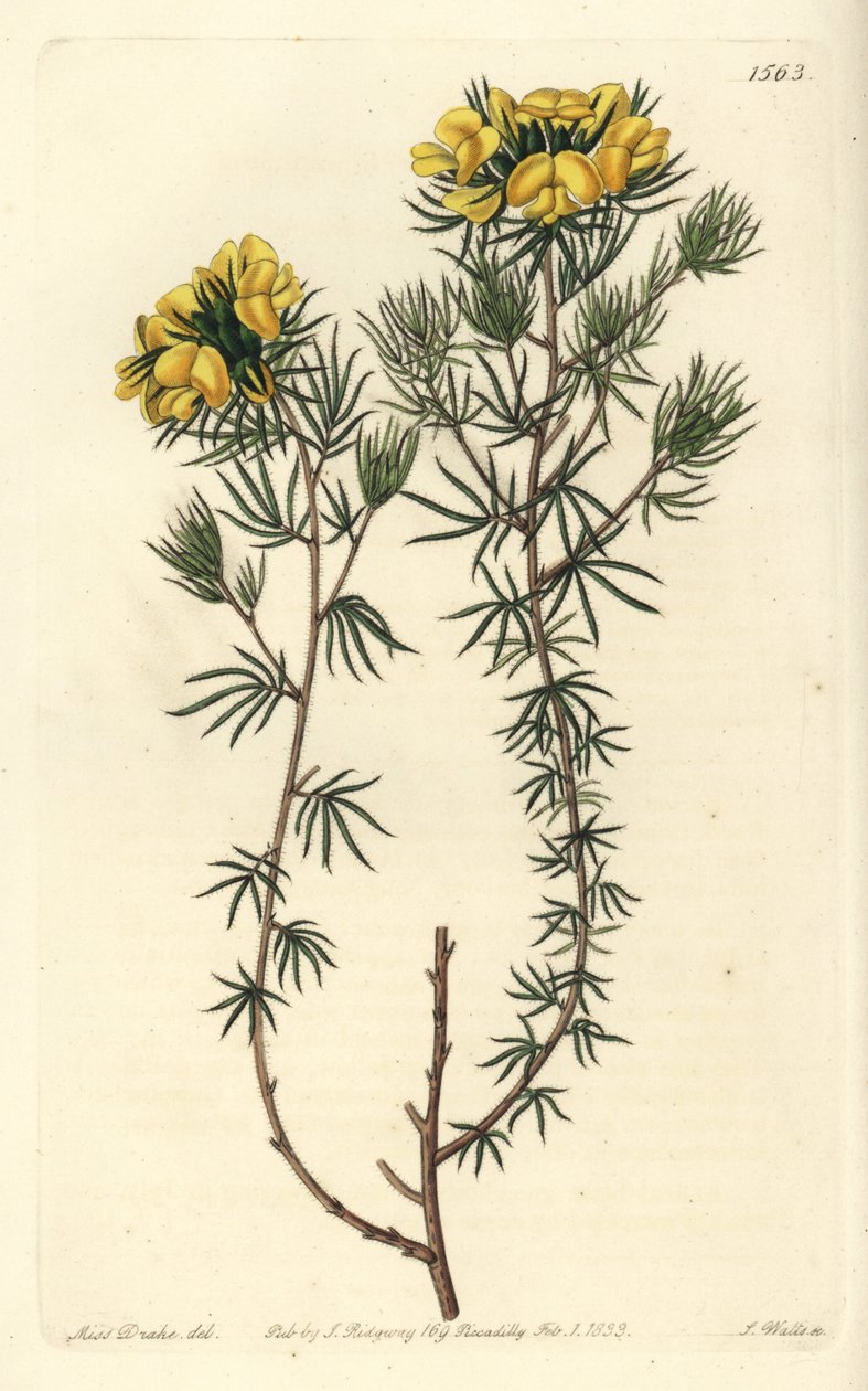 Australijska odmiana gompholobium - Capitate gompholobium, Gompholobium capitatum. Ręcznie barwiony miedzioryt autorstwa S. Wattsa według ilustracji panny Sarah Drake z rejestru botanicznego Sydenham Edwards, Ridgeway, Londyn autorstwa Sydenham Teast Edwards