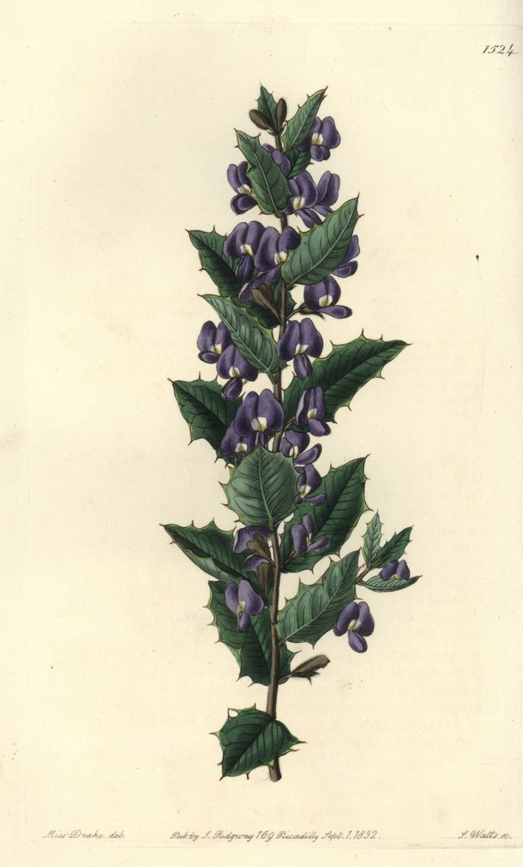 Odmiana krzewu australijskiego Hovea - Hovea chorizemifolia (Chorozemma-leaved hovea, Hovea chorozemaefolia). Ręcznie barwiony miedzioryt autorstwa S. Wattsa według ilustracji panny Sarah Drake z rejestru botanicznego Sydenham Edwards, Ridgeway, Londyn autorstwa Sydenham Teast Edwards