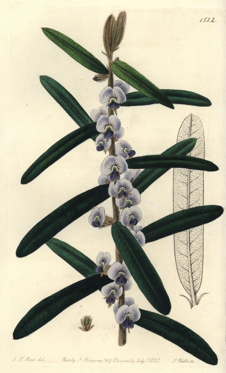 Australijska odmiana krzewu hovea - Kudłaty hovea, Hovea villosa. Ręcznie barwiony miedzioryt autorstwa S. Wattsa według ilustracji J.T. Hart z rejestru botanicznego Sydenham Edwards, Ridgeway, Londyn autorstwa Sydenham Teast Edwards