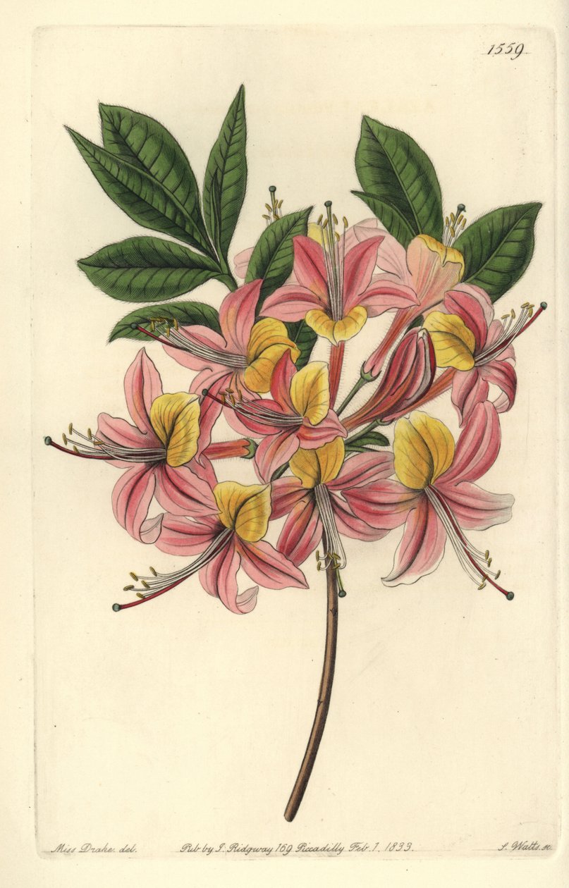 Azalia pontic yellow - żółta azalia, różanecznik żółty (zmienna azalia Pontic, azalea pontica versicolor). Ręcznie barwiony miedzioryt autorstwa S. Wattsa według ilustracji panny Sarah Drake z Sydenham Edwards