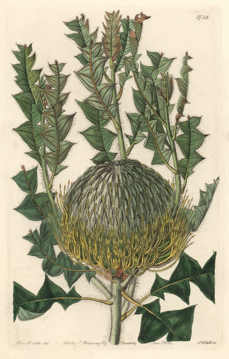Banksia speciosa, pochodząca z Australii - mocna woda S. Wattsa z ilustracji Sarah Anne Drake (1803-1857), z rejestru botanicznego autorstwa Sydenham Teast Edwards