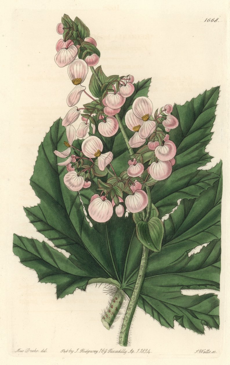 Begonia ma jasnoróżowe kwiaty, pochodzące z Meksyku - Mocna woda autorstwa S. Wattsa z ilustracji Sarah Anne Drake (1803-1857), z rejestru botanicznego autorstwa Sydenham Teast Edwards