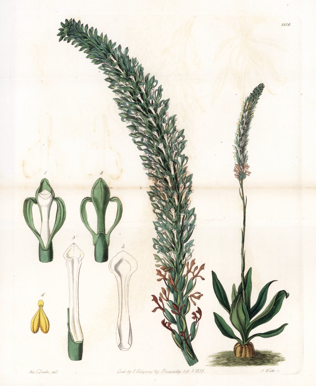 Belle sauroglossum - Talerz grawerowany przez S.Wattsa, z ilustracji Sarah Anne Drake (1803-1857), z rejestru botanicznego Sydenham Edwards (1768-1819), Anglia autorstwa Sydenham Teast Edwards