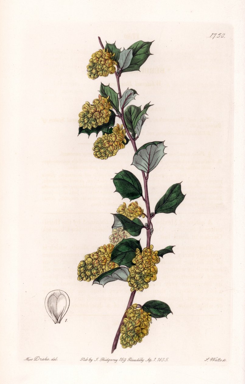 Berberis - Tabliczka grawerowana przez S.Wattsa, z ilustracji Sarah Anne Drake (1803-1857), z rejestru botanicznego Sydenham Edwards (1768-1819), Anglia autorstwa Sydenham Teast Edwards