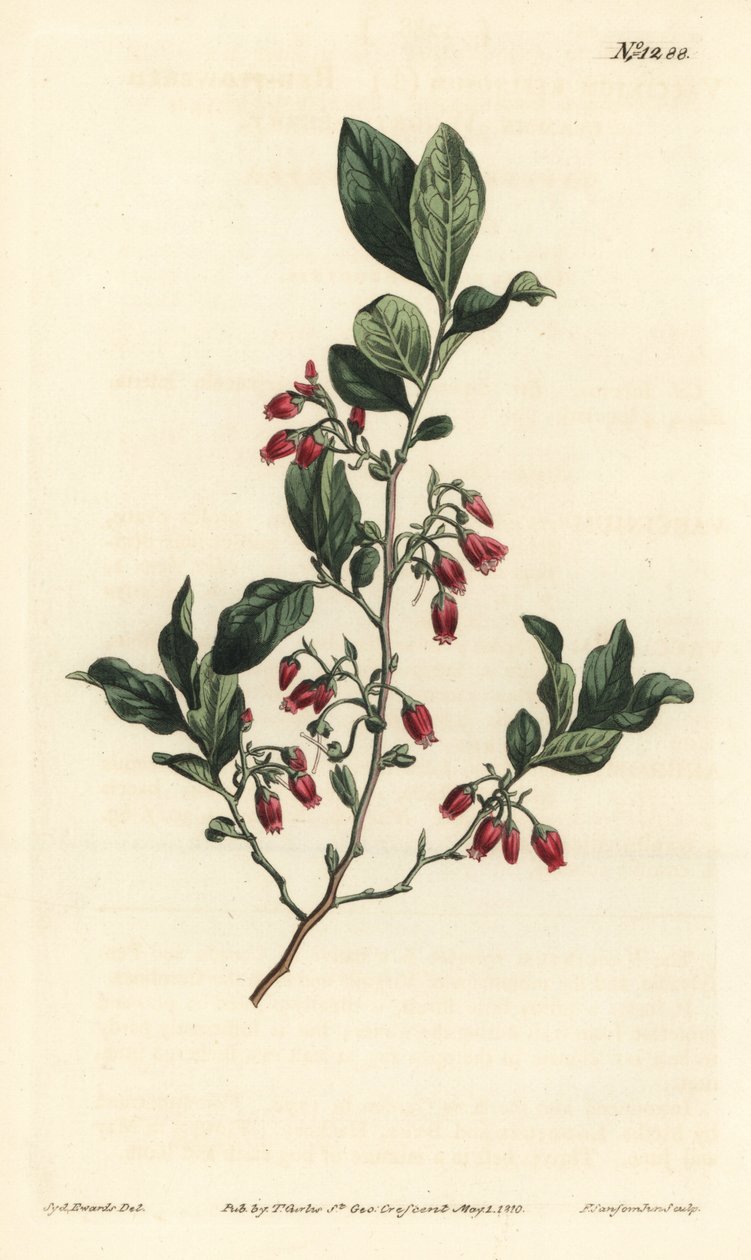 Czarna borówka, Gaylussacia baccata (czerwonokwiatowa gorzka borówka, Vaccinium resinosum) - Ręcznie barwiony miedzioryt wykonany przez F. Sansoma Jr. na podstawie ilustracji Sydenhama Edwardsa z magazynu botanicznego Williama Curtisa, T. Curtis, Londyn autorstwa Sydenham Teast Edwards