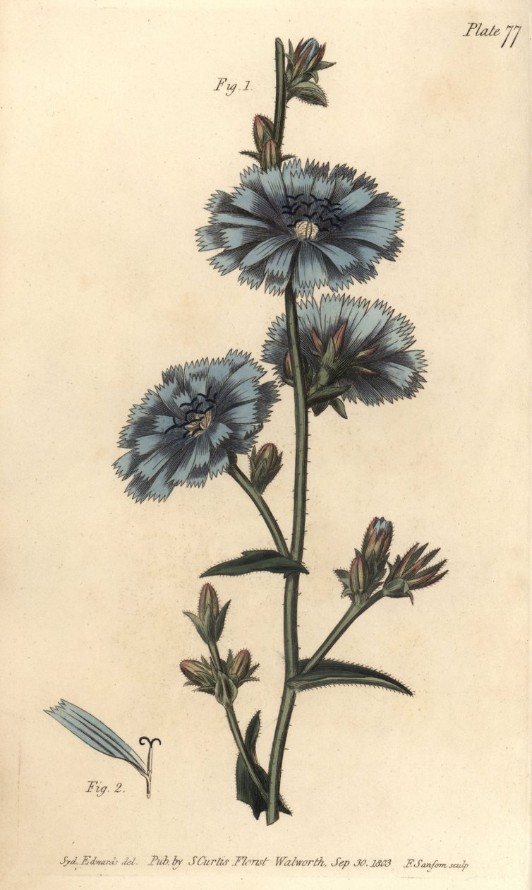 Cykoria niebieska lub cykoria pospolita, Cichorium intybus, Polygamia aequalis. Ręcznie kolorowany miedzioryt autorstwa F. Sansoma przedstawiający ilustrację botaniczną Sydenhama Edwardsa do wykładów Williama Curtisa na temat botaniki, dostarczony w Ogrodz autorstwa Sydenham Teast Edwards