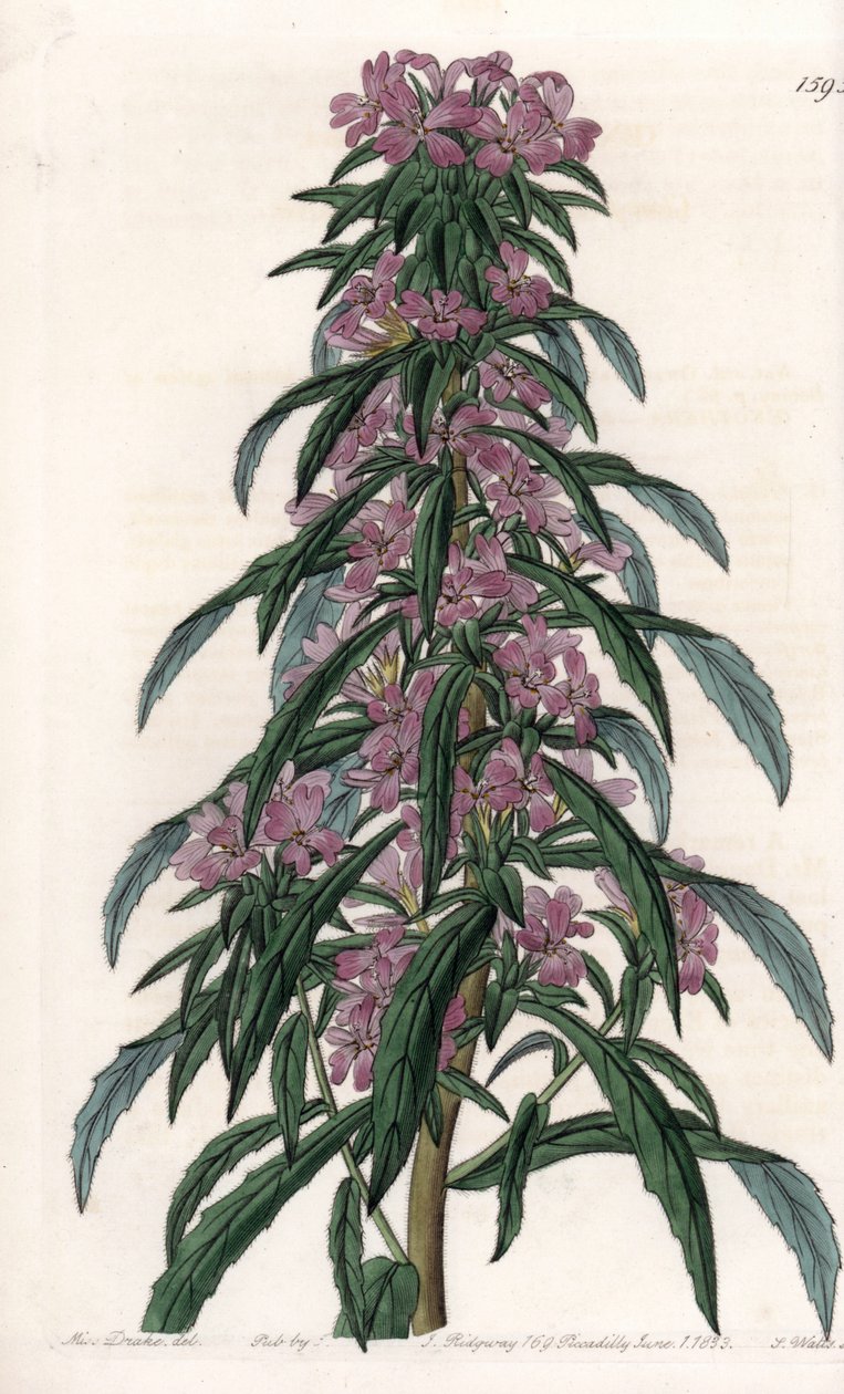 Boisduvalia variete, epilobe gęsto kwitnąca - grawerowana tablica przez S.Watts, z ilustracji Sarah Anne Drake (1803-1857), z Botanical Register of Sydenham Edwards (1768-1819), Anglia autorstwa Sydenham Teast Edwards