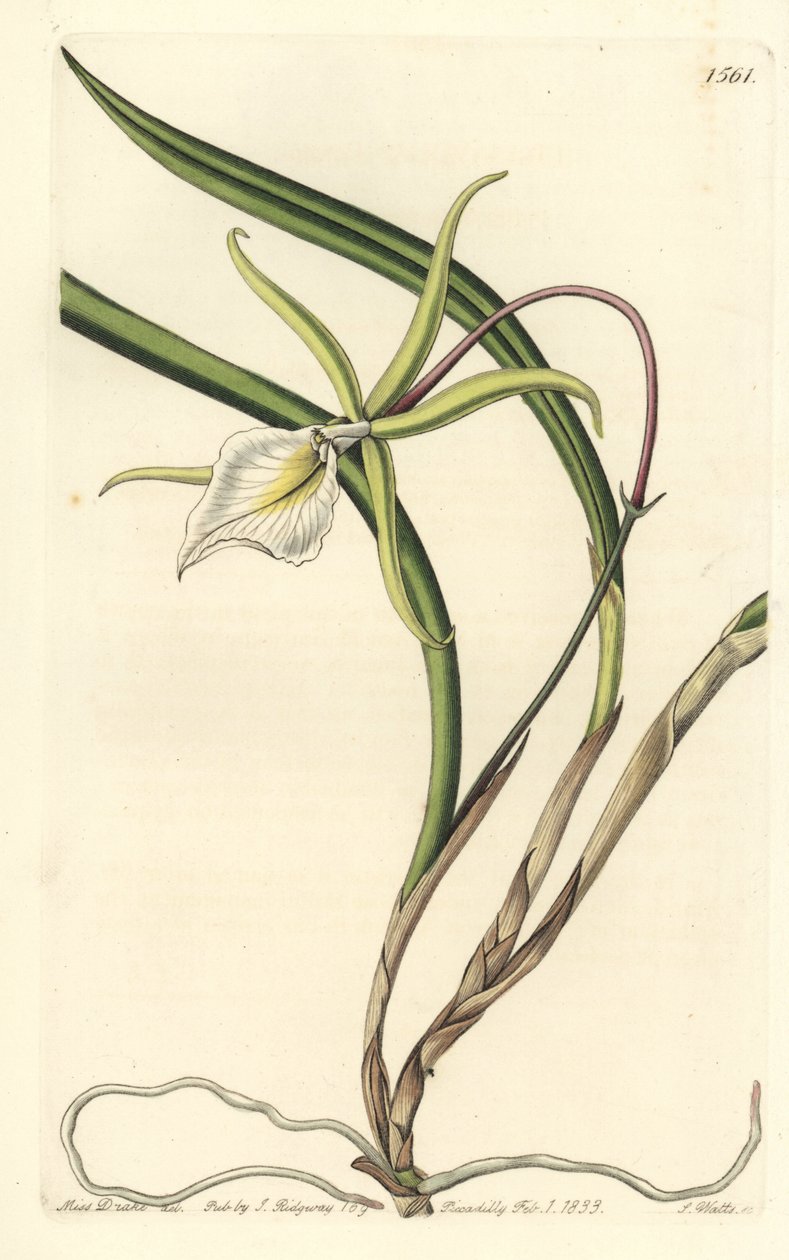 Brassavola perrinii (brasavola Perrina, Brasavola perrinii). Ręcznie barwiony miedzioryt autorstwa S. Wattsa według ilustracji panny Sarah Drake z rejestru botanicznego Sydenham Edwards, Ridgeway, Londyn autorstwa Sydenham Teast Edwards