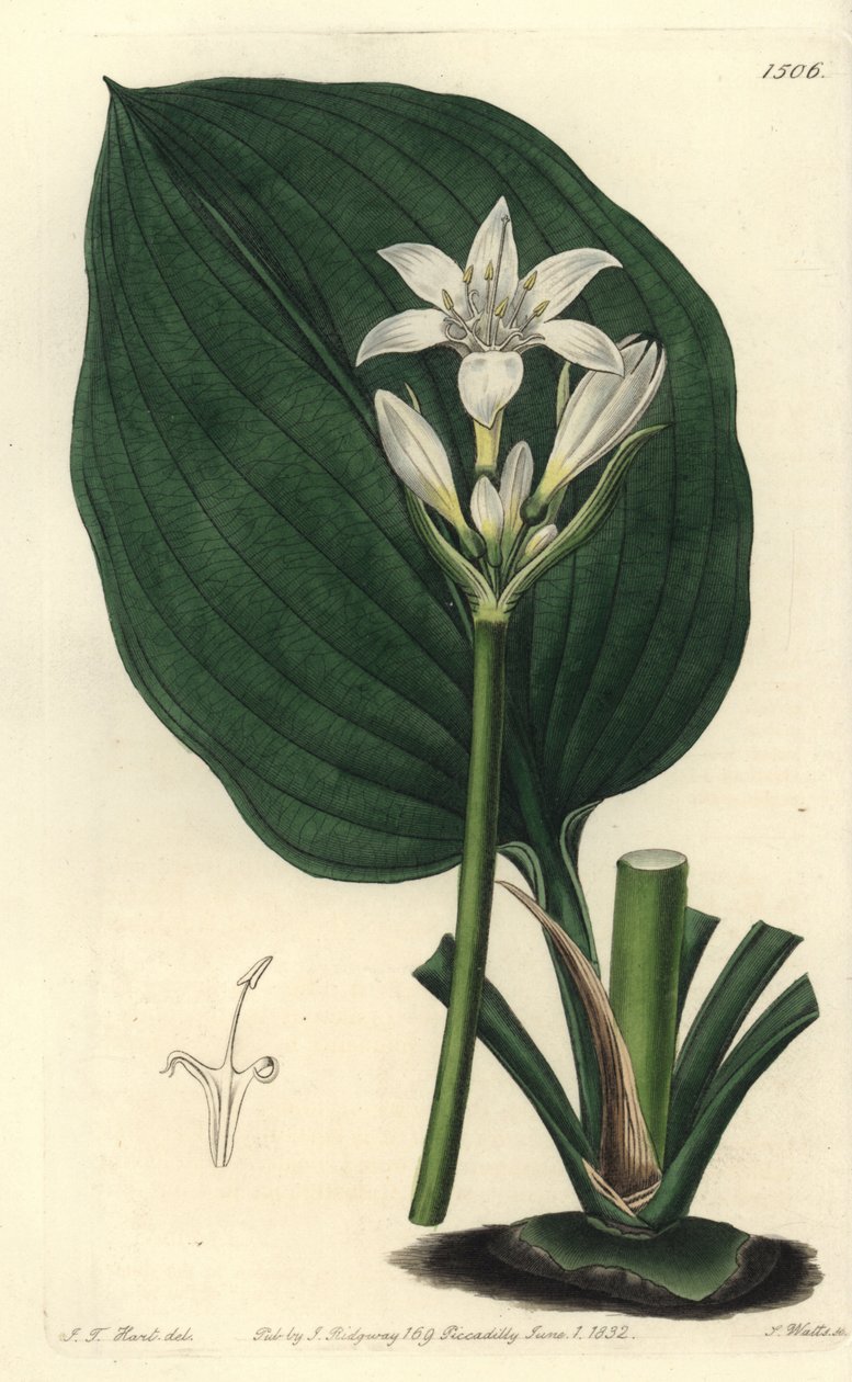 Lilia Brisbane, Proiphys cunninghamii (Eurycles Pana Cunninghama, Eurycles cunninghamii). Ręcznie barwiony miedzioryt autorstwa S. Wattsa według ilustracji J.T. Hart z rejestru botanicznego Sydenham Edwards, Ridgeway, Londyn autorstwa Sydenham Teast Edwards