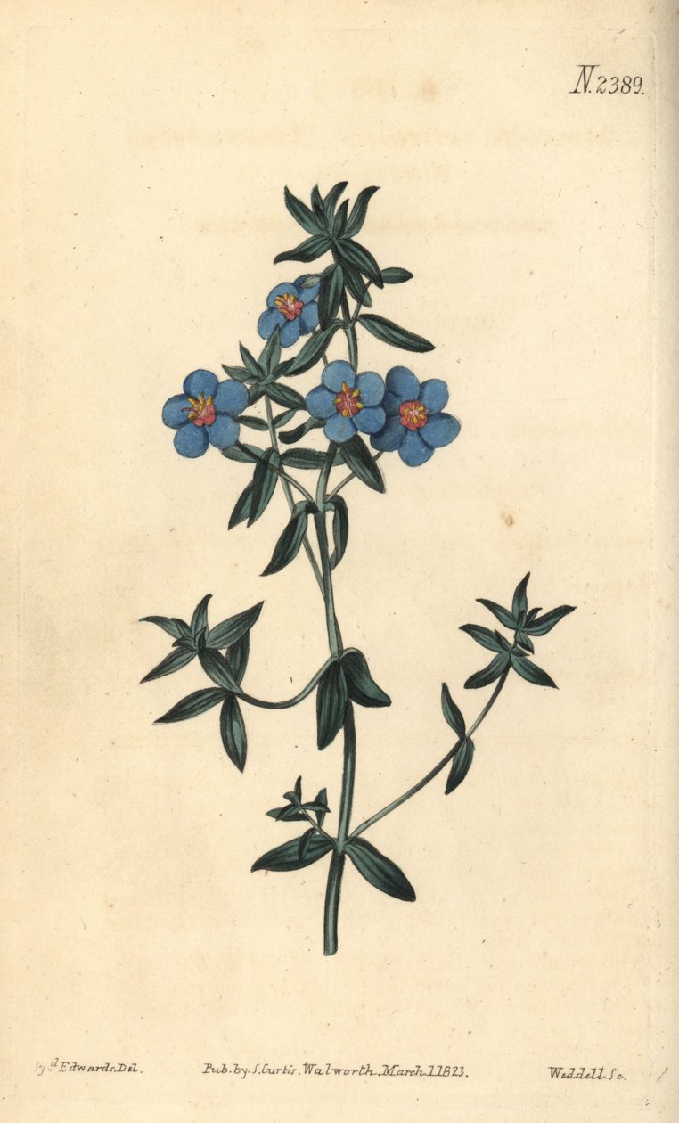 Brodawnik szerokolistny, Anagallis latifolia. Ręcznie kolorowany miedzioryt Weddella na podstawie ilustracji botanicznej Sydenhama Edwardsa z "William Curtis