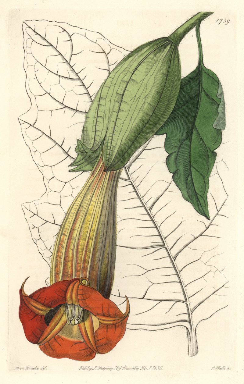 Ekarlat Brugmansia lub trąbka aniołów, pochodzący z Ameryki Południowej - Mocna woda autorstwa S. Wattsa z ilustracji Sarah Anne Drake (1803-1857), z rejestru botanicznego autorstwa Sydenham Teast Edwards
