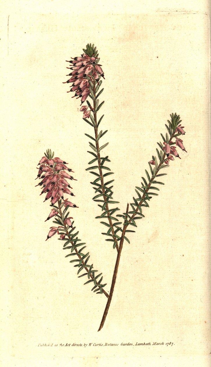 Bruyere carnee, Bruyere color of flesh, Bruyere of the snow or Bruyere of the Alps - Wrzosowisko ziołowe, Erica herbacea. Ręcznie kolorowany miedzioryt na podstawie ilustracji botanicznej autorstwa Sydenhama Edwardsa z "The Botanical Magazine" Williama Cur autorstwa Sydenham Teast Edwards