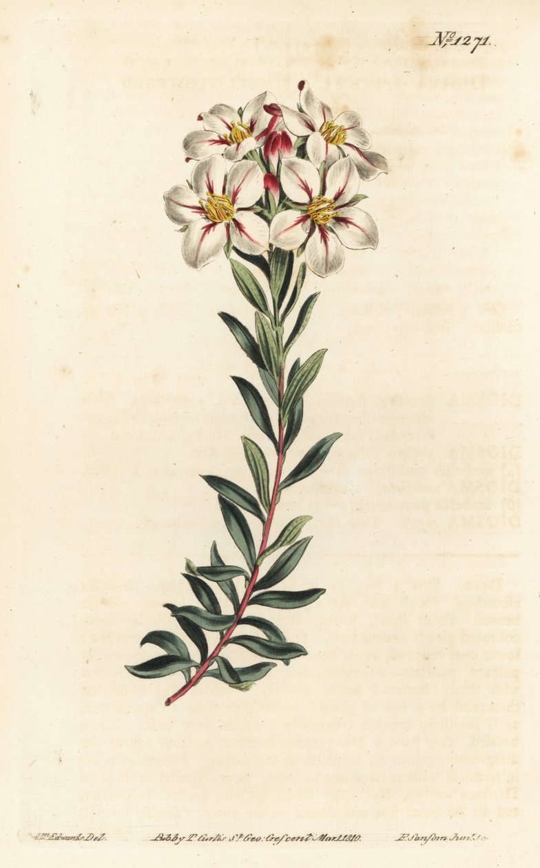 Buchu, Adenandra villosa (Umbel-flowered diosma, Diosma speciosa) - Ręcznie barwiony miedzioryt autorstwa F. Sansoma Jr. według ilustracji Sydenhama Edwardsa z magazynu botanicznego Williama Curtisa, T. Curtis, Londyn autorstwa Sydenham Teast Edwards