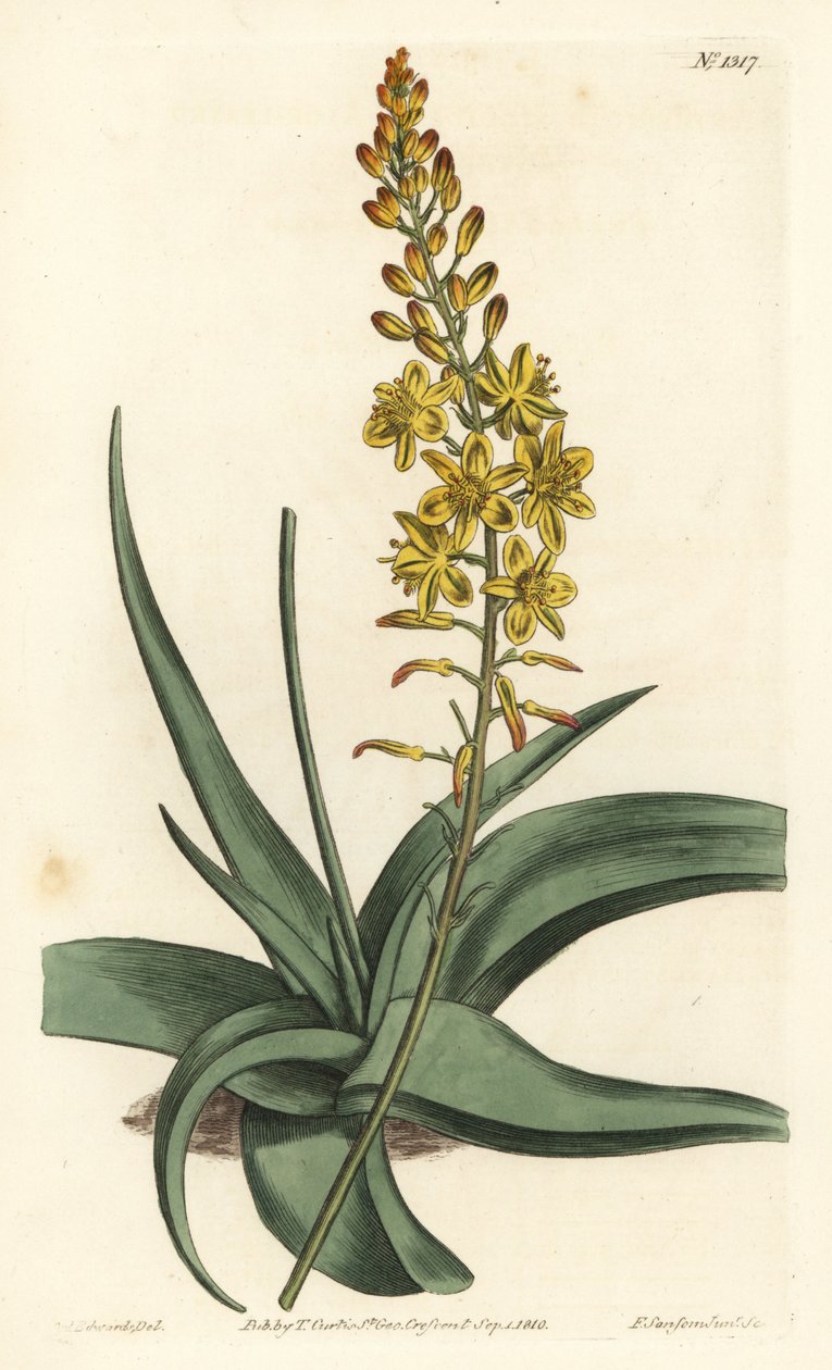 Odmiana Bulbine - Bulbine alooides (Anthericum z liśćmi aloesu, Anthericum alooides). Ręcznie barwiony miedzioryt autorstwa F. Sansoma Jr. według ilustracji Sydenhama Edwardsa z magazynu botanicznego Williama Curtisa, T. Curtis, Londyn autorstwa Sydenham Teast Edwards