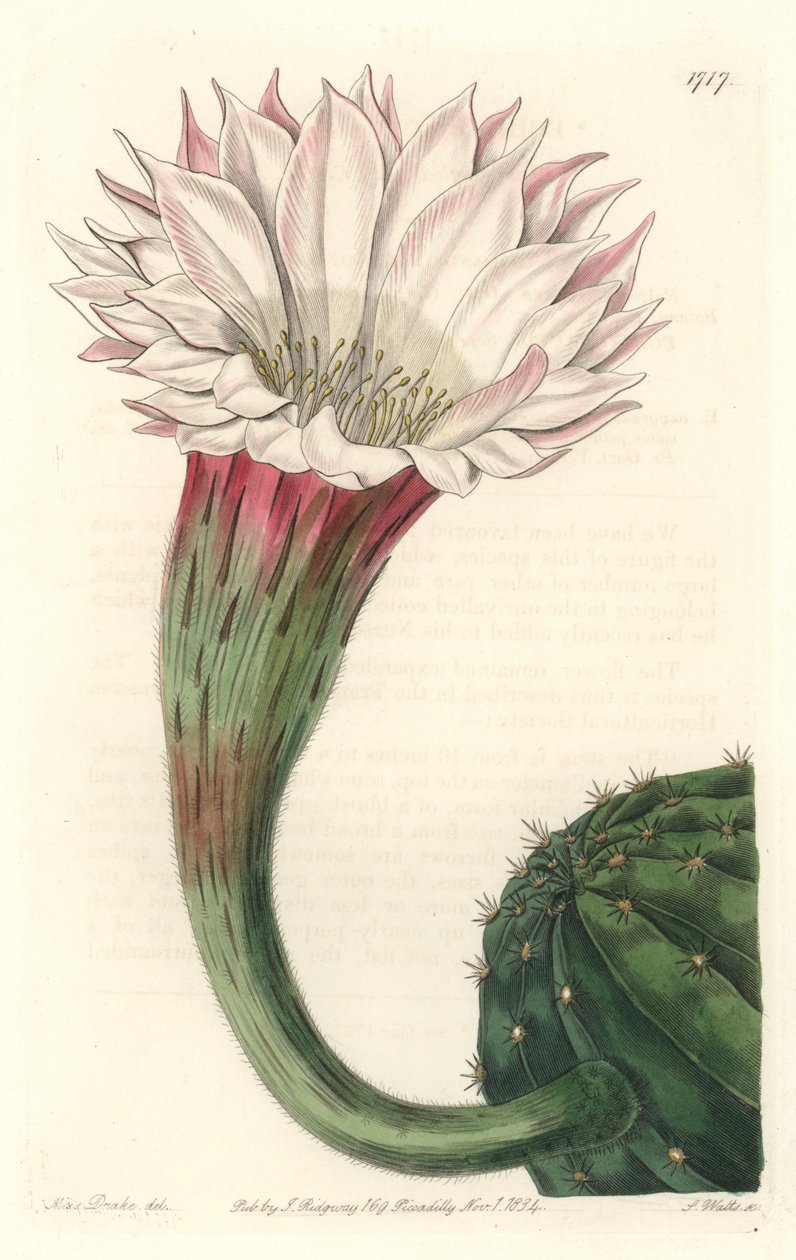 Kaktus jeżowiec lub kula Mojżesza, kwitnąca, pochodzi z Brazylii - Silna woda autorstwa S. Wattsa z ilustracji Sarah Anne Drake (1803-1857), z rejestru botanicznego autorstwa Sydenham Teast Edwards