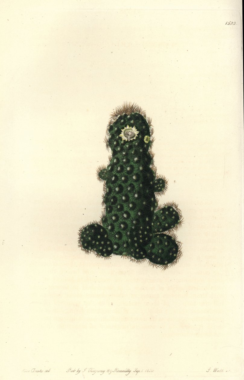 Kaktus tenuis (Taper mammillaria, Mammillaria tenuis). Ręcznie barwiony miedzioryt autorstwa S. Wattsa według ilustracji panny Sarah Drake z rejestru botanicznego Sydenham Edwards, Ridgeway, Londyn autorstwa Sydenham Teast Edwards