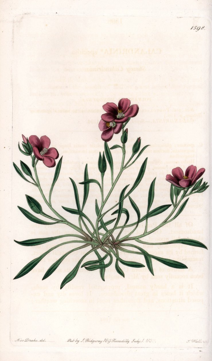 Calandrinia variete, pochodząca z Ameryki - Tabliczka wygrawerowana przez S. Wattsa, z ilustracji Sarah Anne Drake (1803-1857), z Botanicznego Rejestru Sydenhama Edwardsa (1768-1819), Anglia autorstwa Sydenham Teast Edwards