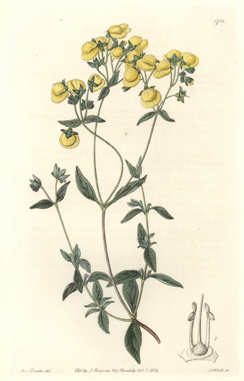 Calceolaire lub mały pantofelek lub torebka damy, pochodzące z Chile - Water forte autorstwa S. Wattsa z ilustracji Sarah Anne Drake (1803-1857), z rejestru botanicznego autorstwa Sydenham Teast Edwards