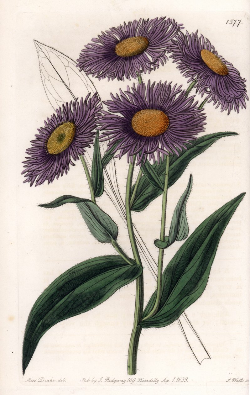 California Erigeron - Tabliczka grawerowana przez S.Wattsa, z ilustracji Sarah Anne Drake (1803-1857), z rejestru botanicznego Sydenham Edwards (1768-1819), Anglia autorstwa Sydenham Teast Edwards