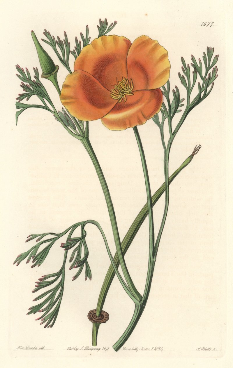 Mak kalifornijski lub mak amerykański - mocna woda S. Wattsa z ilustracji Sarah Anne Drake (1803-1857), z rejestru botanicznego autorstwa Sydenham Teast Edwards