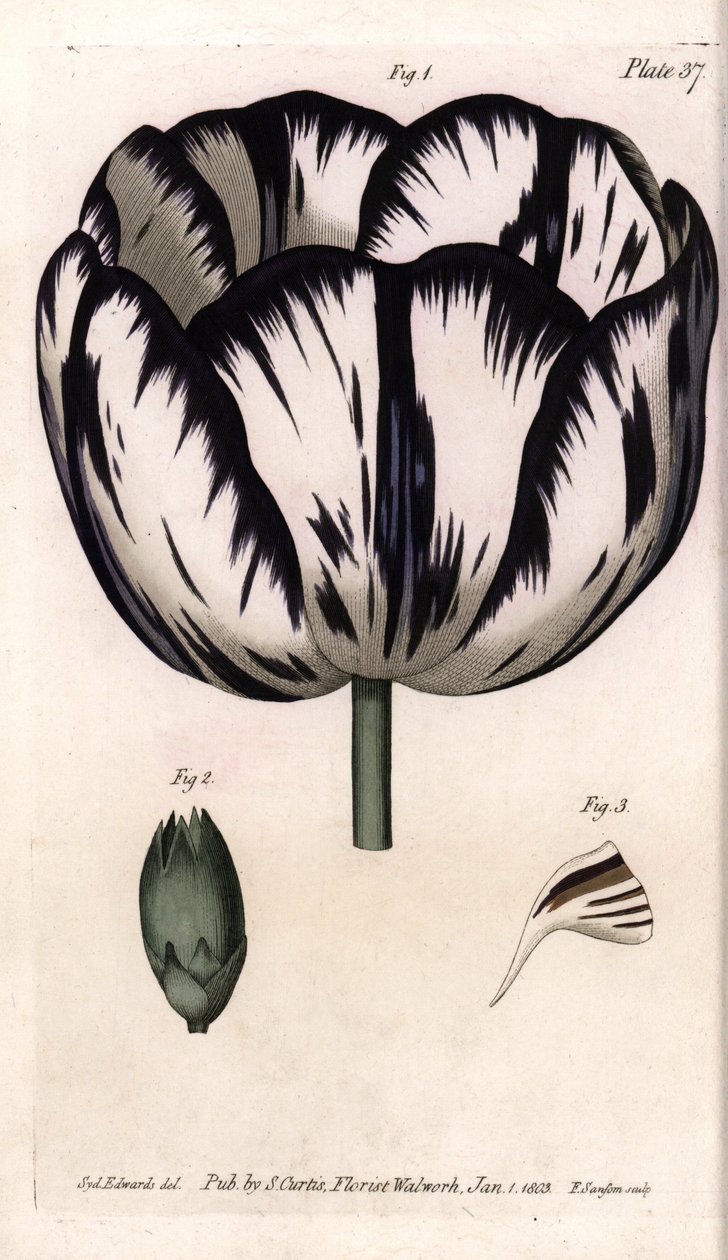 Calisse kwiaciarni tulipanów i goździków lub goździków. Kolorowa miedzioryt, ilustracja Sydenham Edwards (1768-1819) dla Konferencji Botanicznej, Ogród Botaniczny Lambeth (Anglia) autorstwa Sydenham Teast Edwards
