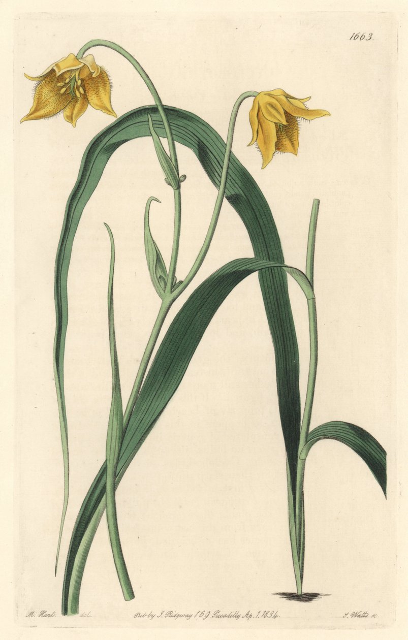Calochortus (mariposa) lub cyclobothre z jasnożółtymi kwiatami, pochodzący z Meksyku - Mocna woda autorstwa S. Wattsa z ilustracji Sarah Anne Drake (1803-1857), z rejestru botanicznego autorstwa Sydenham Teast Edwards