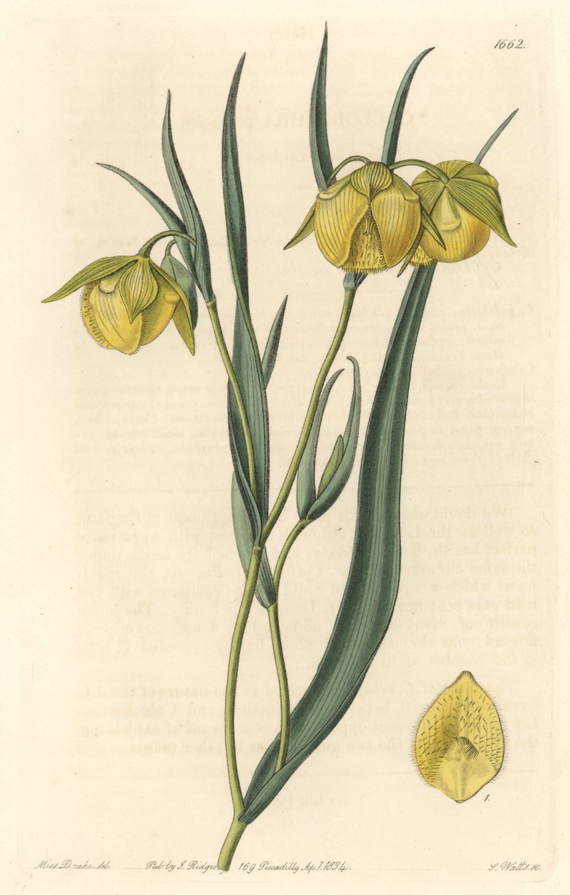 Calochorte (mariposa) lub cyclobothre z żółtymi kwiatami, pochodzący z Kalifornii - mocna woda S. Watts z ilustracji Sarah Anne Drake (1803-1857), z rejestru botanicznego autorstwa Sydenham Teast Edwards