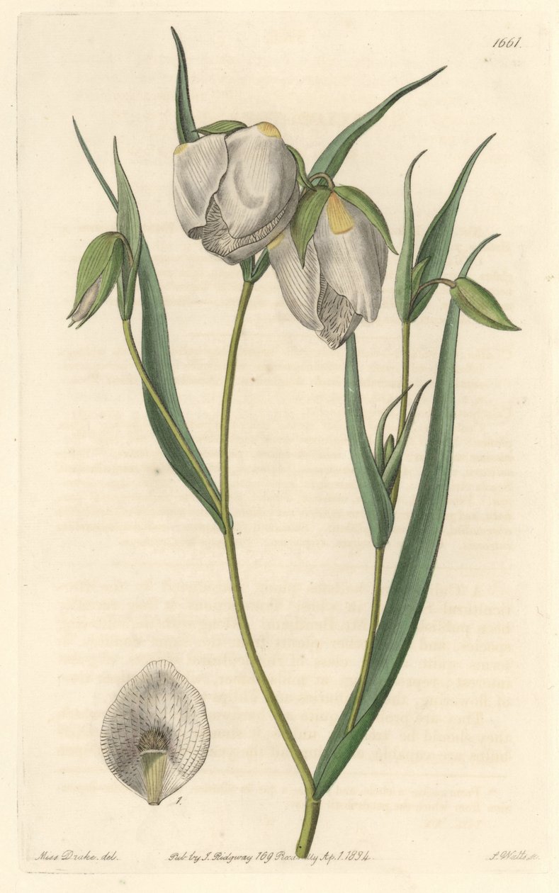 Calochorte (mariposa) lub cyclobothre o białych kwiatach, pochodzący z Kalifornii - mocna woda S. Watts z ilustracji Sarah Anne Drake (1803-1857), z rejestru botanicznego autorstwa Sydenham Teast Edwards