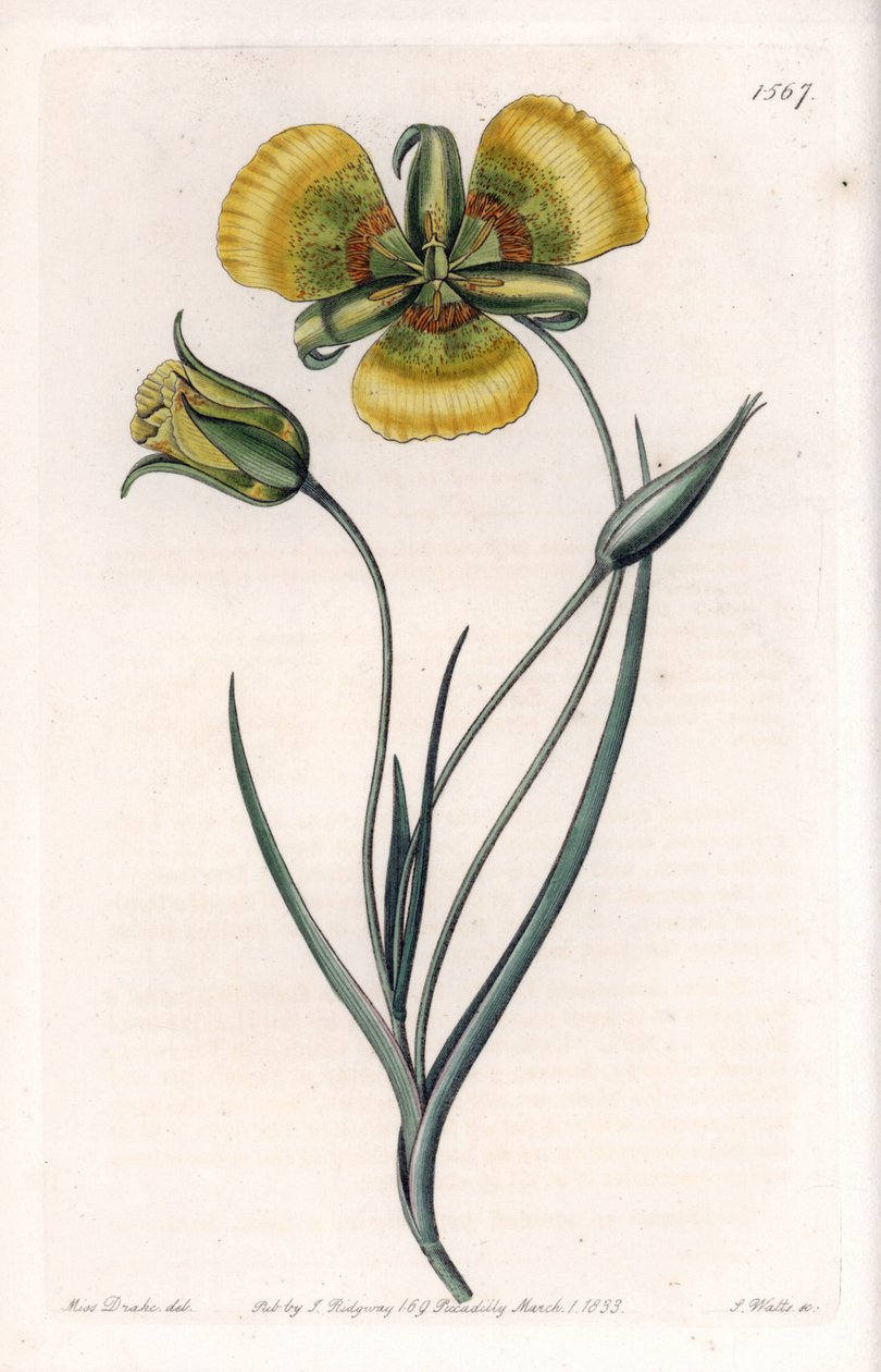 Calochortus ma duże żółte kwiaty - Grawerowana tablica autorstwa S.Wattsa, z ilustracji Sarah Anne Drake (1803-1857), z rejestru botanicznego Sydenham Edwards (1768-1819), Anglia autorstwa Sydenham Teast Edwards