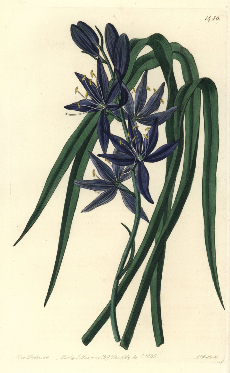 Camassie - Camash, Camassia quamash (jadalny quamash, Camassia esculenta). Ręcznie barwiony miedzioryt autorstwa S. Wattsa według ilustracji Sarah Drake z Sydenham Edwards