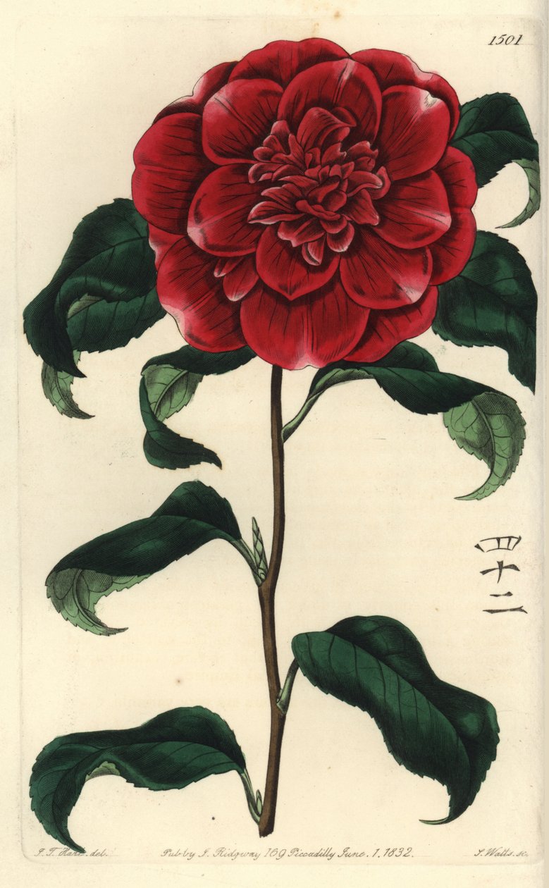 Camelia z Japonii - karmazynowa kamelia pana Reevesa, Camellia japonica var. Reevesiana. Z angielskimi znakami liczby 42. Ręcznie barwiony miedzioryt autorstwa S. Wattsa według ilustracji J.T. Hart z rejestru botanicznego Sydenham Edwards, Ri autorstwa Sydenham Teast Edwards