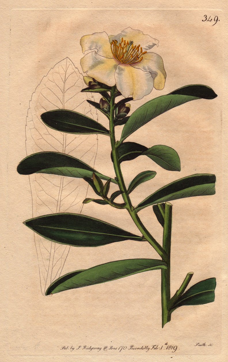 Camellia (Camelias) Penang, biały kwiat z żółtawym odcieniem do kwitnienia. Kamelia pachowa. Ręcznie kolorowany miedzioryt z ilustracji botanicznej Sydenhama Edwardsa z „”Magazynu Botanicznego” Williama Curtisa” 1790-1800. autorstwa Sydenham Teast Edwards