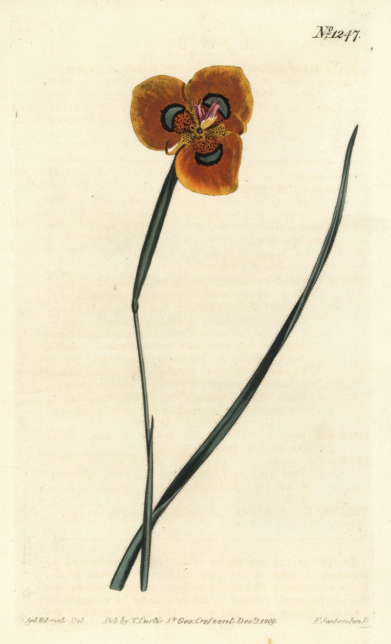 Tulipan przylądkowy - Moraea tulbaghensis (Moraea pavonia). Ręcznie kolorowany miedzioryt wykonany przez F. Sansom Jr. na podstawie ilustracji Sydenhama Edwardsa z "William Curtis