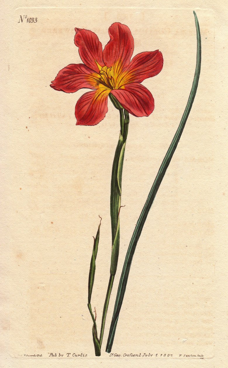 Tulipan Cape, morena ma kwitnącą słomkę i różowy łosoś. Morea o równych kwiecistych kolorach słomy, łososiowy i żółty Cape Tulip. Homeria collina (Moraea collina). Ręcznie kolorowany miedzioryt z ilustracji botanicznej autorstwa Sydenham Edwards z Will autorstwa Sydenham Teast Edwards