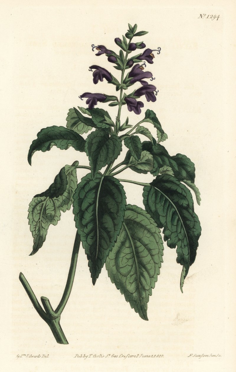 Szałwia karaibska - Salvia lamiifolia (szałwia purpurowokwiatowa, Salvia amoena). Ręcznie kolorowany miedzioryt wykonany przez F. Sansoma Jr. na podstawie ilustracji Sydenhama Edwardsa z "William Curtis