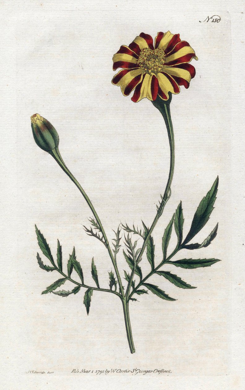 Goździk Indii lub tagete etalee - Litografia Sydenham Edwards (1768-1819), płyta z Botanical Magazine Williama Curtisa (1746-1799) autorstwa Sydenham Teast Edwards