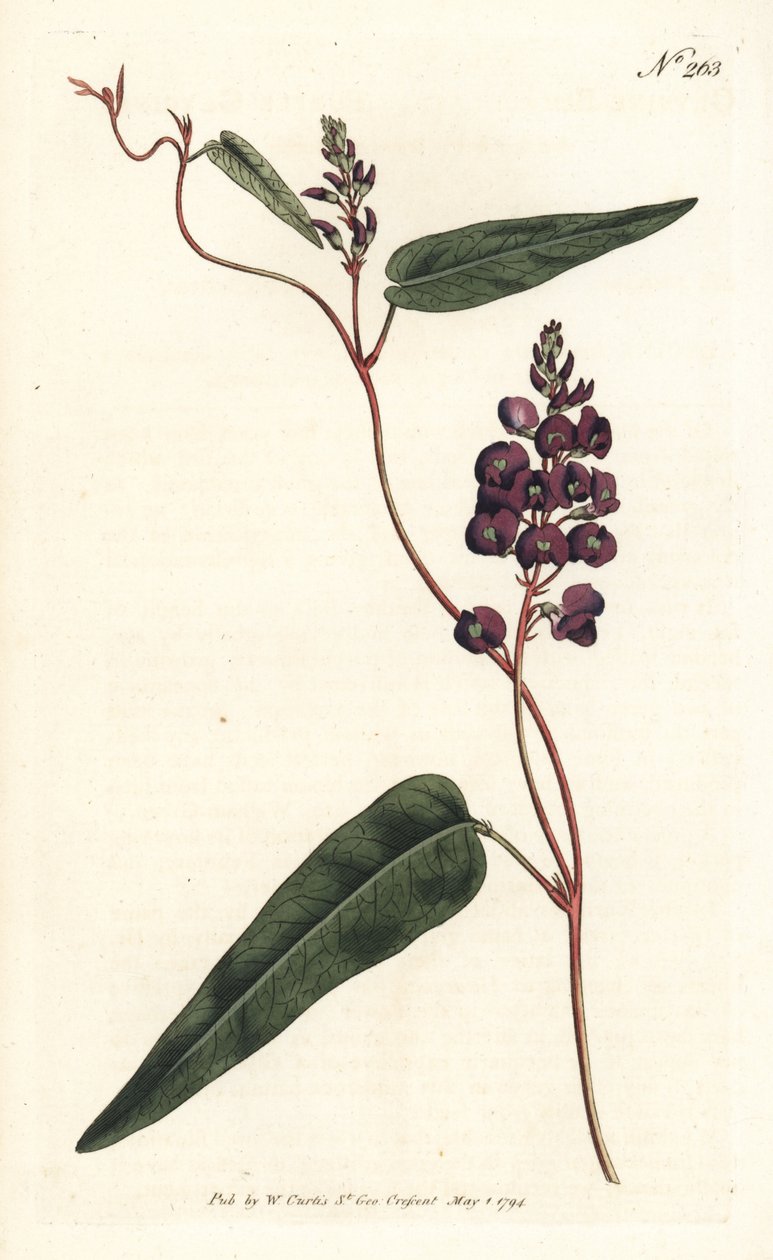 Caulinia bimaculata (fioletowa glicyna, glicyna bimaculata). Ręcznie barwiony miedzioryt autorstwa Sansoma według ilustracji Sydenhama Edwardsa z magazynu Botanical Magazine Williama Curtisa, Londyn autorstwa Sydenham Teast Edwards