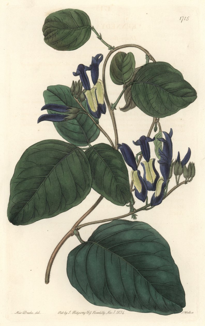 Caulinie noiratre, pochodzący z Australii - mocna woda S. Watts z ilustracji Sarah Anne Drake (1803-1857), z rejestru botanicznego autorstwa Sydenham Teast Edwards