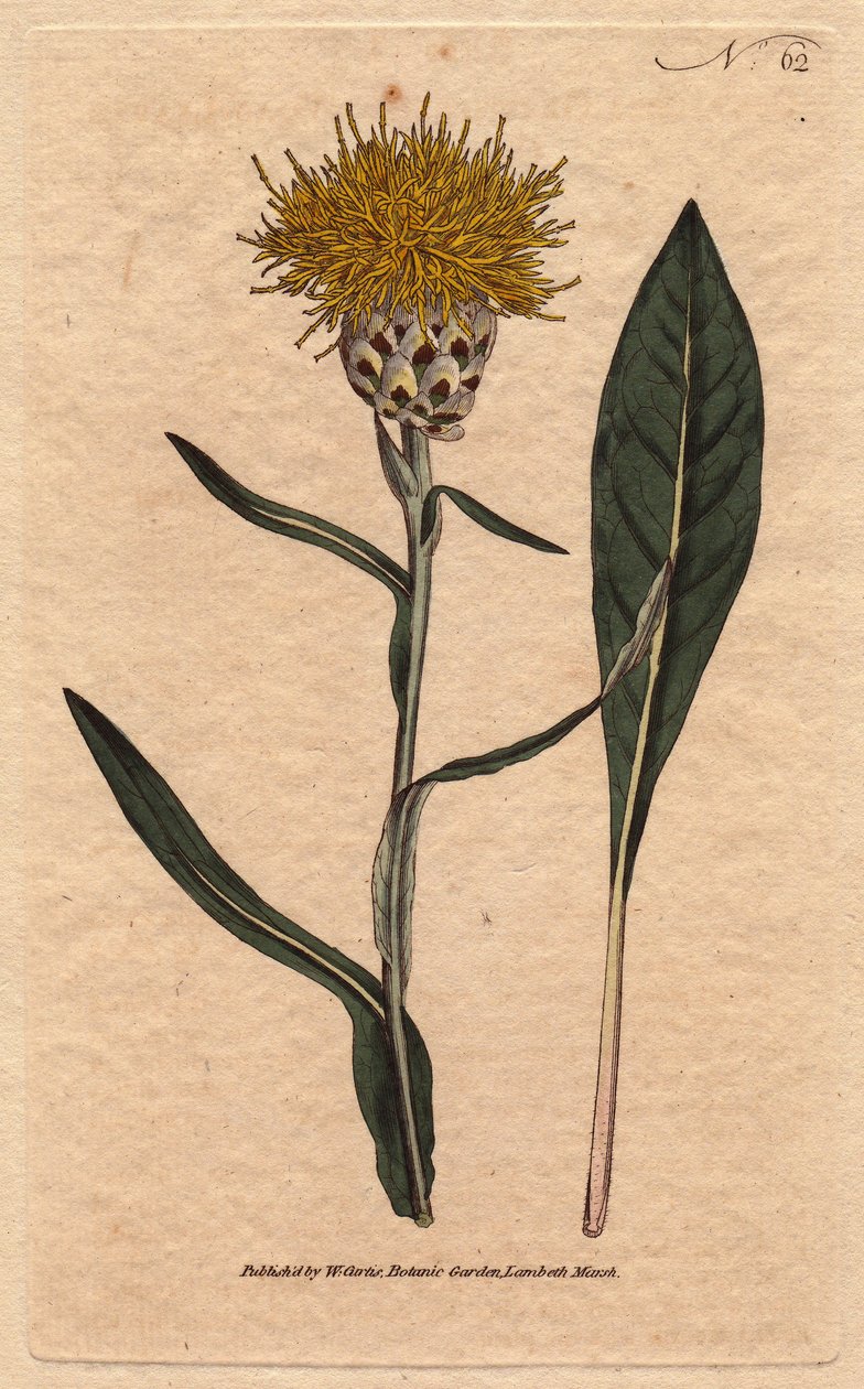 Centauree ma pastelowy liść, z żółtym puszystym kwiatem. Orientalny. Centaurea ulistniona z żółtymi puszystymi kwiatami. Pochodzący ze wschodu. Centaurea glastifolia. Ręcznie kolorowany miedzioryt z ilustracji botanicznej autorstwa Sydenham Edwards z Willi autorstwa Sydenham Teast Edwards