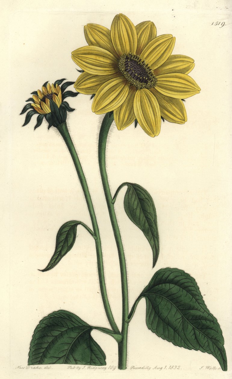 Środkowoamerykańska odmiana asteriacee - Tithonia tubaeformis (Słonecznik z trąbką, Helianthus tubaeformis). Ręcznie barwiony miedzioryt autorstwa S. Wattsa według ilustracji panny Sarah Drake z Sydenham Edwards