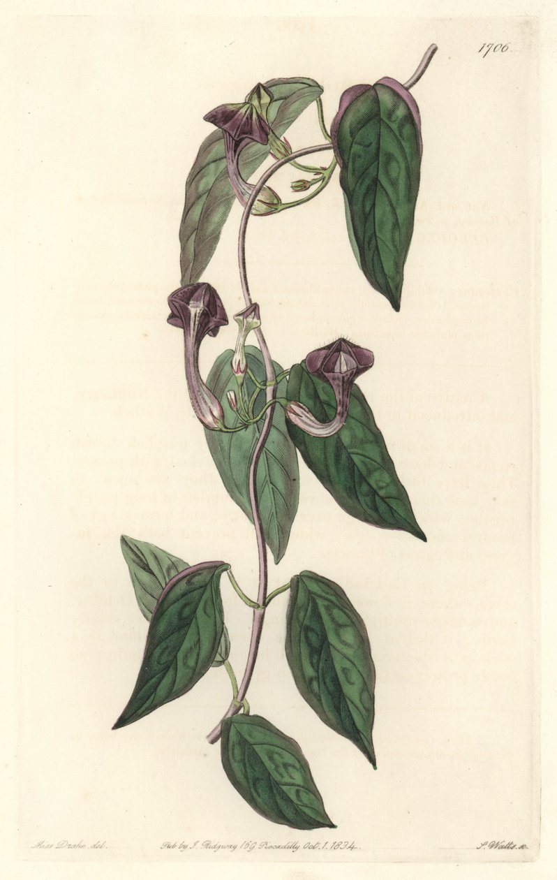 Ceropegia elegant, pochodząca z Indii - Mocna woda autorstwa S. Wattsa z ilustracji Sarah Anne Drake (1803-1857), z rejestru botanicznego autorstwa Sydenham Teast Edwards