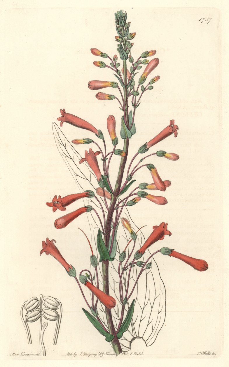 Chelone (lub Galane) ma liście waleriany, pochodzące z Kalifornii - mocna woda S. Watts z ilustracji Sarah Anne Drake (1803-1857), z rejestru botanicznego autorstwa Sydenham Teast Edwards