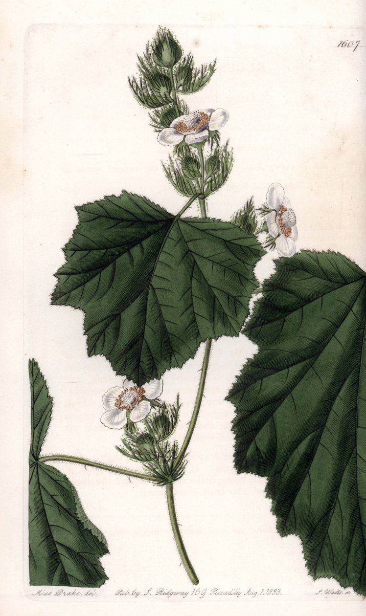 Winorośl kasztanowa - Talerz grawerowany przez S.Wattsa, z ilustracji Sarah Anne Drake (1803-1857), z rejestru botanicznego Sydenham Edwards (1768-1819), Anglia autorstwa Sydenham Teast Edwards